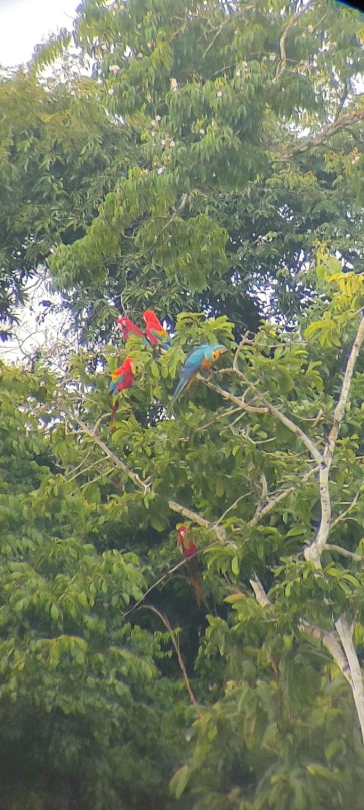 Sunrise Of Tambopata Villa Puerto Maldonado Eksteriør billede